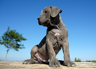 Image showing pup cane corso