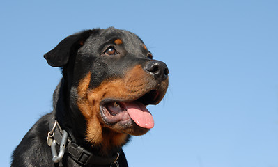 Image showing baby rottweiler