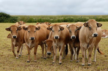 Image showing group of cow