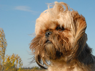 Image showing shi tzu