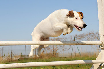 Image showing jack russel terrier in agility