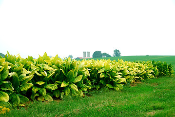 Image showing Tobacco Farming