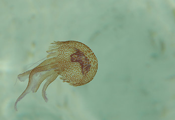 Image showing pink jellyfish