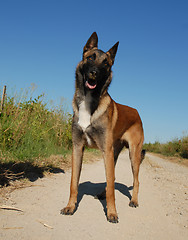 Image showing curious belgian shepherd