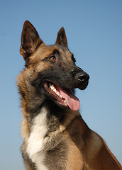 Image showing portrait of belgian shepherd
