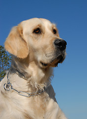 Image showing portrait of golden retriever