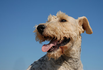 Image showing fox terrier