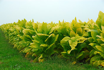 Image showing Tobacco Plants