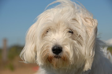 Image showing maltese dog