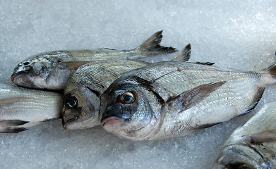 Image showing fresh fishes