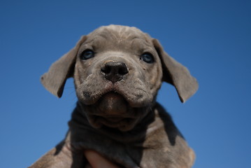 Image showing puppy cane corso