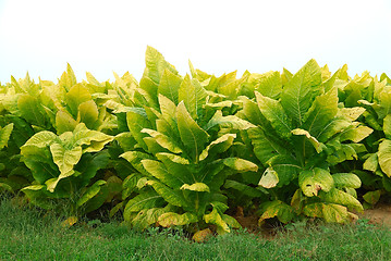 Image showing Kentucky Tobacco Plants