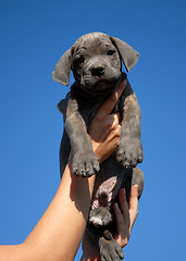 Image showing little puppy cane corso