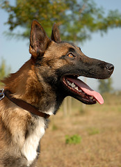 Image showing malinois