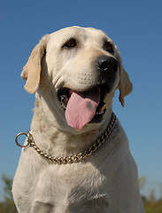 Image showing labrador retriever