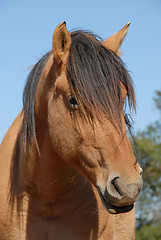 Image showing brown horse