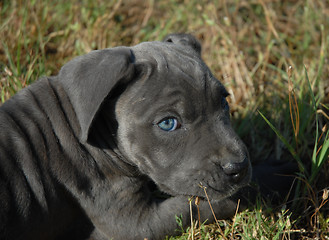 Image showing very young puppy cane corso