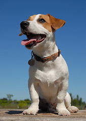 Image showing jack russel terrier