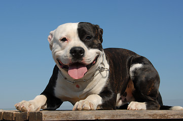 Image showing happy pit bull