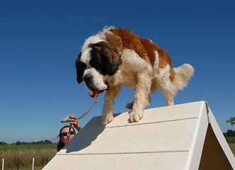 Image showing Saint Bernard in Agility