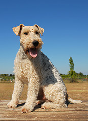 Image showing fox terrier