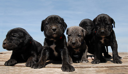 Image showing puppies cane corso