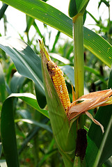 Image showing Ear of Corn