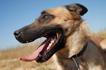 Image showing head of shepherd