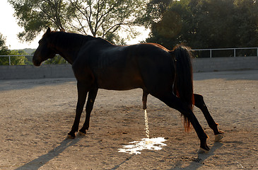 Image showing urinate horse