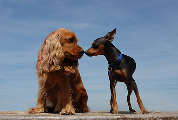 Image showing two little dogs