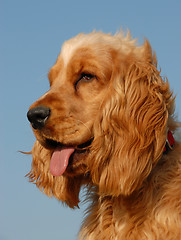 Image showing female puppy cocker