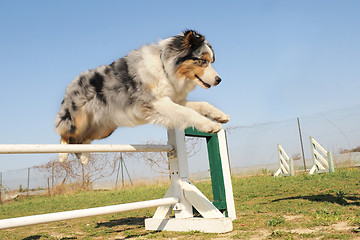 Image showing jumping australian shepherd