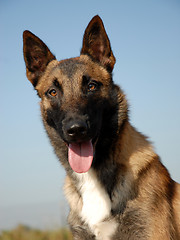 Image showing portrait of a belgian shepherd