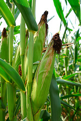 Image showing Ears of Corn