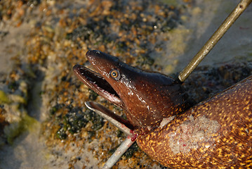 Image showing marine hunting