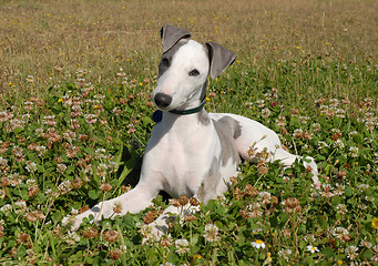 Image showing puppy whippet