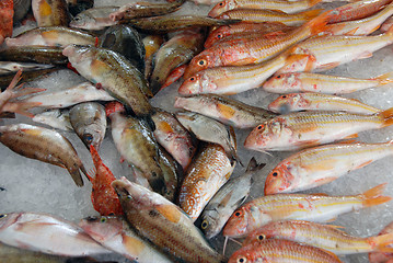 Image showing red fishes