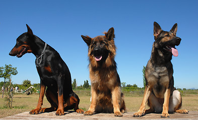 Image showing guard dogs