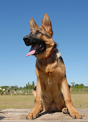 Image showing puppy german shepherd