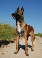 Image showing purebred belgian shepherd malinois