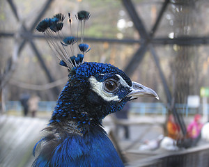 Image showing Peacock