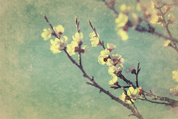 Image showing Vintage cherry blossom