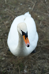 Image showing Swan