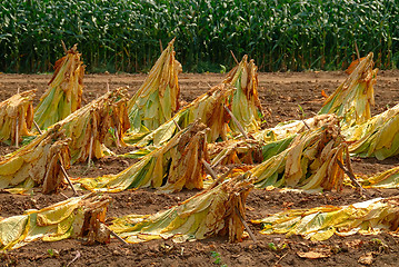 Image showing Tobacco Plants at Harvest