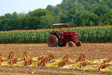 Image showing Tobacco Plants at Harvest