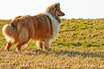 Image showing collie