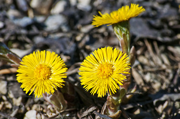 Image showing coughwort