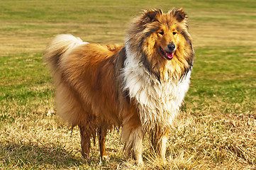 Image showing wet collie dog