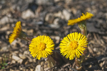 Image showing coughwort