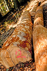 Image showing timber wood